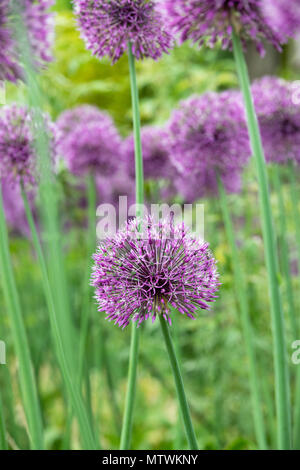 Allium jesdianum 'Early imperatore'. Cipolla ornamentali fiori in primavera. Regno Unito Foto Stock