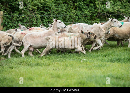 esecuzione di pecora Foto Stock