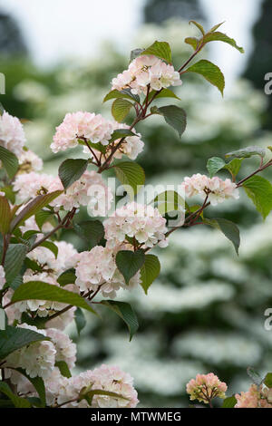 Viburnum plicatum f. plicatum 'Rosace'. Snowball giapponese 'Rosace' arbusti in fiore. Regno Unito Foto Stock