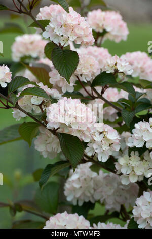 Viburnum plicatum f. plicatum 'Rosace'. Snowball giapponese 'Rosace' arbusti in fiore. Regno Unito Foto Stock