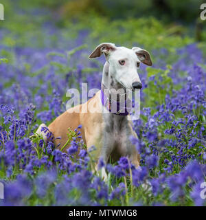 Lurcher Foto Stock