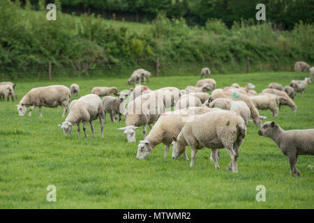 gregge di pecore Foto Stock
