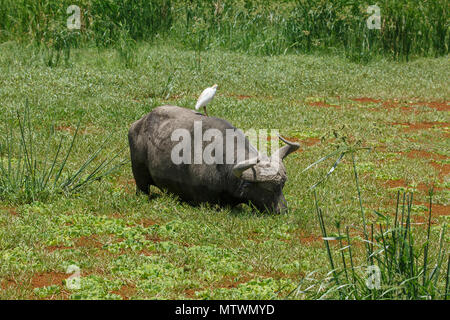 Un africano pascolo di bufala Foto Stock