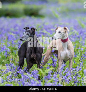 due Whippet Foto Stock