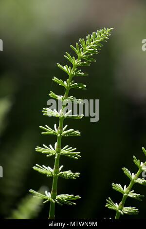 Campo comune equiseto, Equisetum arvense, tradizionale pianta medicinale Foto Stock