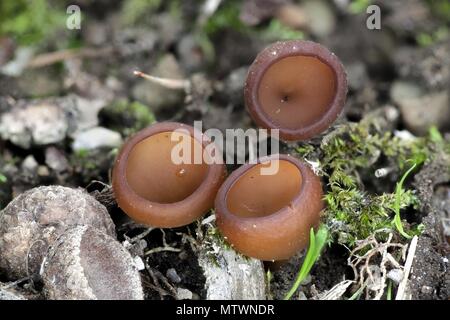 Anemone cup, Dumontinia tuberosa, funghi selvatici dalla Finlandia Foto Stock