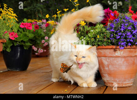 Birman cat, punto rosso, meowing guardando una farfalla Foto Stock