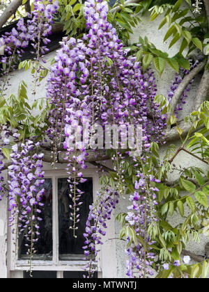 Il Glicine fiorisce appesa vicino alla finestra nel muro bianco. Foto Stock