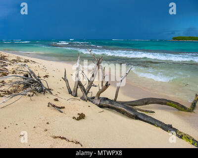 Tronco di albero strappato da una tempesta tropicale che giace sulla costa selvaggia di Grande-Terre in Guadalupa, dei Caraibi. Foto Stock