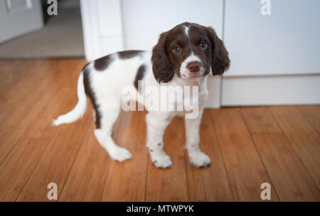 A 8 settimane vecchio adorabile English Springer spaniel cucciolo in piedi guardando dritto alla telecamera interno su un pavimento di legno. Foto Stock