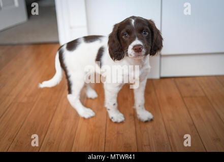 A 8 settimane vecchio adorabile English Springer spaniel cucciolo in piedi guardando dritto alla telecamera interno su un pavimento di legno. Foto Stock