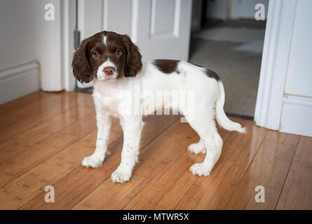 A 8 settimane vecchio adorabile English Springer spaniel cucciolo in piedi guardando dritto alla telecamera interno su un pavimento di legno. Foto Stock