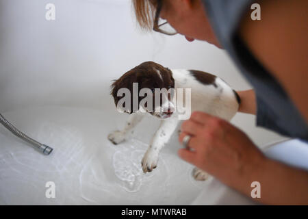 Una settimana 10 old English Springer spaniel cucciolo essendo lavato nel bagno per la prima volta. Foto Stock