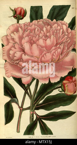 . Paeonia lactiflora 'Rosea' . 1829. Hooker in Sims 462 Paeonia albiflora var. rosea Bot. Mag. 56. 2888. 1829. Foto Stock