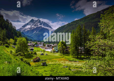 I prati alpini con fiori e montagne a Evolene, Val d'Herens, Svizzera Foto Stock