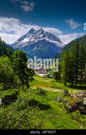 I prati alpini con fiori e montagne a Evolene, Val d'Herens, Svizzera Foto Stock