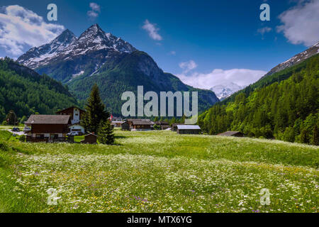 I prati alpini con fiori e montagne a Evolene, Val d'Herens, Svizzera Foto Stock