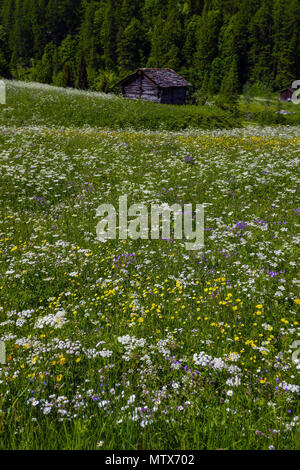 I prati alpini con fiori e montagne a Evolene, Val d'Herens, Svizzera Foto Stock