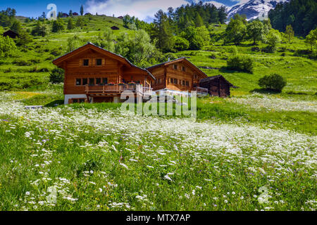 I prati alpini con fiori e montagne a Evolene, Val d'Herens, Svizzera Foto Stock