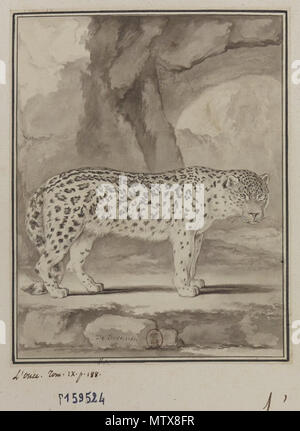 . Français : L'una volta, Dessin pour Histoire Naturelle générale et particulière par M. de Buffon a Parigi, de l'imprimerie royale 1761 Éd. in-4 T. IX, pl. XIII, p. 188 . 1761. Jacques de Sève 456 una volta De Seve Foto Stock