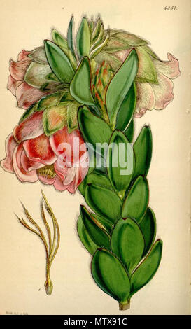. Illustrazione di Orothamnus zeyheri . 1848. William Jackson Hooker (1785-1865) 458 Orothamnus zeyheri Foto Stock