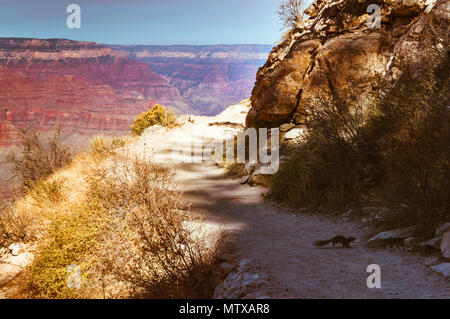 Vista del percorso di Bright Angel trail nel Grand Canyon nel pomeriggio di luce e di un piccolo scoiattolo passando da. Foto Stock