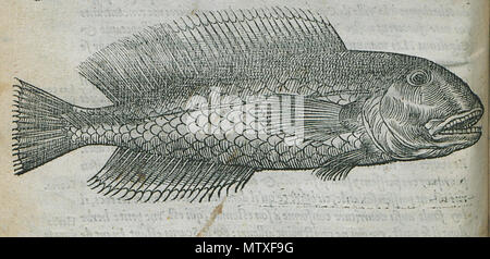 . Inglese: Pierre Belon. Les osservazioni de plusieurs singularitez & choses mémmorables, trouvées en Grèce, Asie, Judée, Egypte, Arabie, aux autres pays étrangers, Parigi, Guillaume Cavellat & Gilles Corrozet, 1554. 1554. Pierre Belon (1517-1564) nomi alternativi Bel.; Белон Пьер; Pierre Belon; Pierre Belon du Manse; Petrus Bellonius Cenomanus; Belon; Pierre Belon Le Mans Descrizione naturalista francese, scrittore, zoologo, medico, botanico e diplomatico naturalista francese Data di nascita e morte 1517 Aprile 1564 Luogo di nascita e morte Cérans-Foulletourte Parigi competente controllo : Q445 Foto Stock