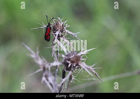 Farfalla singola Burnett (falena zygaena) su essiccato spinoso Asteraceae pianta della famiglia Foto Stock