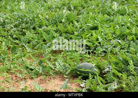 Campo con l'anguria (Citrullus lanatus) in Grecia Foto Stock