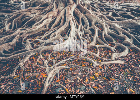 La diffusione del sistema di radice del vecchio albero sul terreno. La varietà di forme nella natura selvaggia. Lo sfondo perfetto per i vari tipi di collage, illustrazioni e media digitali. Foto Stock