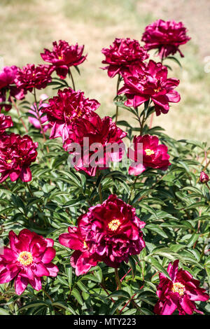 Red le peonie Paeonia lactiflora ' Cherry Hill ' fioritura in un giardino, rosso peonia Foto Stock