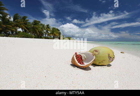 Fragola granchio eremita e noci di cocco sulla spiaggia di sabbia bianca immacolata, Isola di Natale, Kiribati Foto Stock