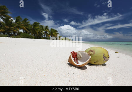 Fragola granchio eremita e noci di cocco sulla spiaggia di sabbia bianca immacolata, Isola di Natale, Kiribati Foto Stock