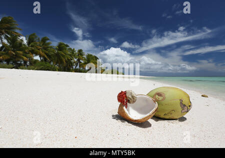 Fragola granchio eremita e noci di cocco sulla spiaggia di sabbia bianca immacolata, Isola di Natale, Kiribati Foto Stock