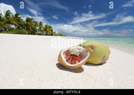 Fragola granchio eremita e noci di cocco sulla spiaggia di sabbia bianca immacolata, Isola di Natale, Kiribati Foto Stock