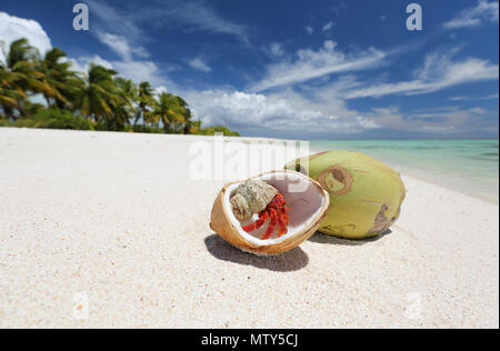 Fragola granchio eremita e noci di cocco sulla spiaggia di sabbia bianca immacolata, Isola di Natale, Kiribati Foto Stock