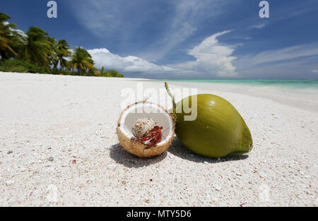 Fragola granchio eremita e noci di cocco sulla spiaggia di sabbia bianca immacolata, Isola di Natale, Kiribati Foto Stock