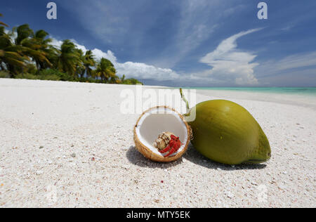 Fragola granchio eremita e noci di cocco sulla spiaggia di sabbia bianca immacolata, Isola di Natale, Kiribati Foto Stock