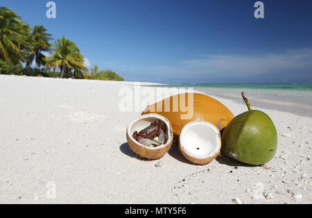 Il granchio e noci di cocco sulla spiaggia di sabbia bianca immacolata, Isola di Natale, Kiribati Foto Stock