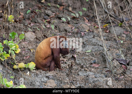 Rosso per adulti scimmia urlatrice, Alouatta Alouatta, San Miguel Cano, Loreto, Perù Foto Stock