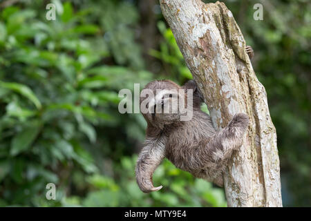 Un captive "pet" marrone-throated sloth, Bradypus variegatus, San Francisco Village, Loreto, Perù Foto Stock