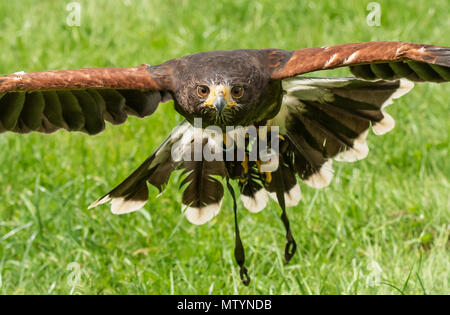 Staffordshire County Showground, UK. Il 31 maggio 2018. Un falco di Harris prende il volo durante una dimostrazione di falconeria Brian Patterson a Staffordshire County Show. Credito: John Eveson/Alamy Live News Foto Stock
