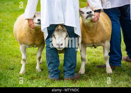 Staffordshire County Showground, UK. Il 31 maggio 2018. Un gestore ha le mani e gambe completo durante le pecore a giudicare in Staffordshire County Show. Credito: John Eveson/Alamy Live News Foto Stock