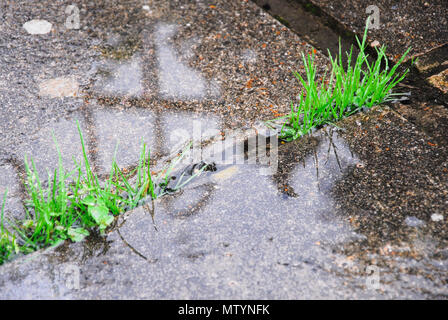 Portland. Il 31 maggio 2018. Il bel tempo . . . Per le erbacce ! Di acqua piovana copre pavimentazioni in Fortuneswell, isola di Portland Credit: stuart fretwell/Alamy Live News Foto Stock
