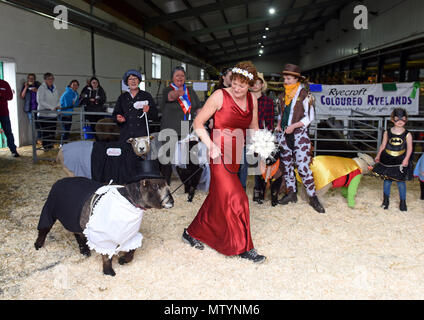 Staffordshire County Showground, UK. Il 31 maggio 2018. Il suo un commercio serio a giudicare il bestiame all'annuale Stafford County spettacolo ma vi è sempre il tempo per divertirsi un po' troppo. Per rubare la ribalta e prendendo il primo premio in colorate pecore Ryelands fancy dress contest è Michelle Varmen di Macclesfield con la sua elegante ram Roger. Credito: David Bagnall/Alamy Live News Foto Stock