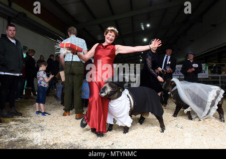 Staffordshire County Showground, UK. Il 31 maggio 2018. Il suo un commercio serio a giudicare il bestiame all'annuale Stafford County spettacolo ma vi è sempre il tempo per divertirsi un po' troppo. Per rubare la ribalta e prendendo il primo premio in colorate pecore Ryelands fancy dress contest è Michelle Varmen di Macclesfield con la sua elegante ram Roger. Credito: David Bagnall/Alamy Live News Foto Stock