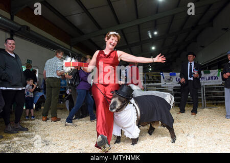 Staffordshire County Showground, UK. Il 31 maggio 2018. Il suo un commercio serio a giudicare il bestiame all'annuale Stafford County spettacolo ma vi è sempre il tempo per divertirsi un po' troppo. Per rubare la ribalta e prendendo il primo premio in colorate pecore Ryelands fancy dress contest è Michelle Varmen di Macclesfield con la sua elegante ram Roger. Credito: David Bagnall/Alamy Live News Foto Stock