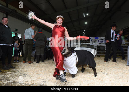 Staffordshire County Showground, UK. Il 31 maggio 2018. Il suo un commercio serio a giudicare il bestiame all'annuale Stafford County spettacolo ma vi è sempre il tempo per divertirsi un po' troppo. Per rubare la ribalta e prendendo il primo premio in colorate pecore Ryelands fancy dress contest è Michelle Varmen di Macclesfield con la sua elegante ram Roger. Credito: David Bagnall/Alamy Live News Foto Stock