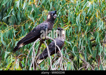 Due brevi-fatturati Cacatua nero (Calyptorhynchus latirostris) su un impianto, Australia occidentale, Australia Foto Stock