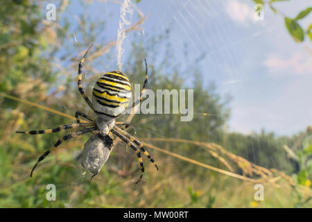 Wasp Spider (Argiope bruennichi) mangiare preda catturati nel suo web, Jersey, Regno Unito Foto Stock
